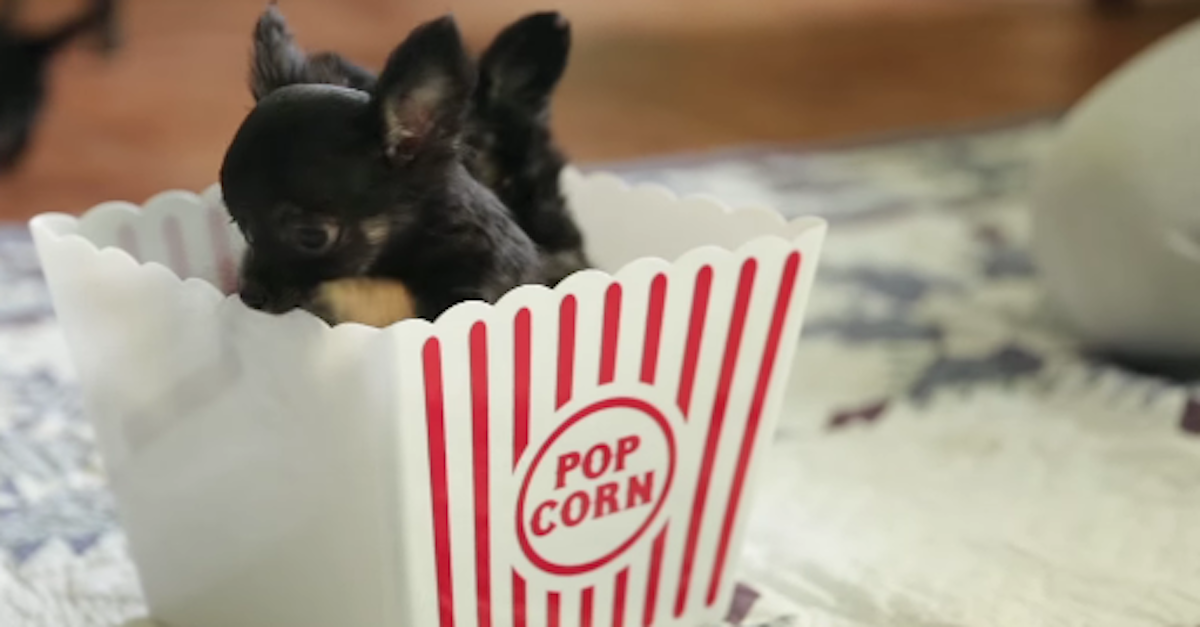 popcorn puppies