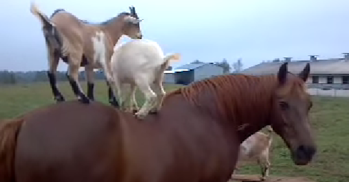 goats riding horse