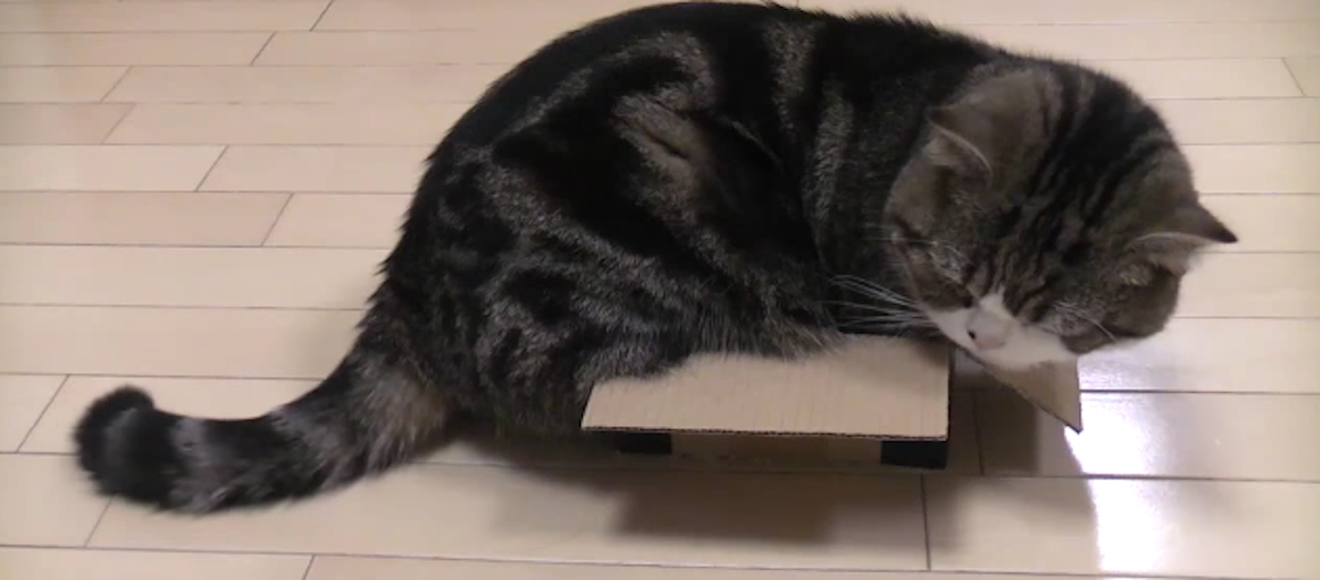 Cat fits into small boxes