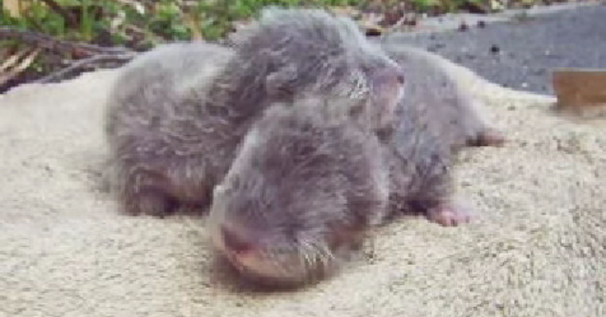 squeaking baby otters