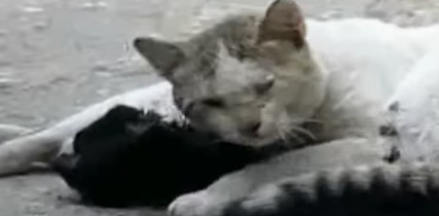 cat tries to revive friend