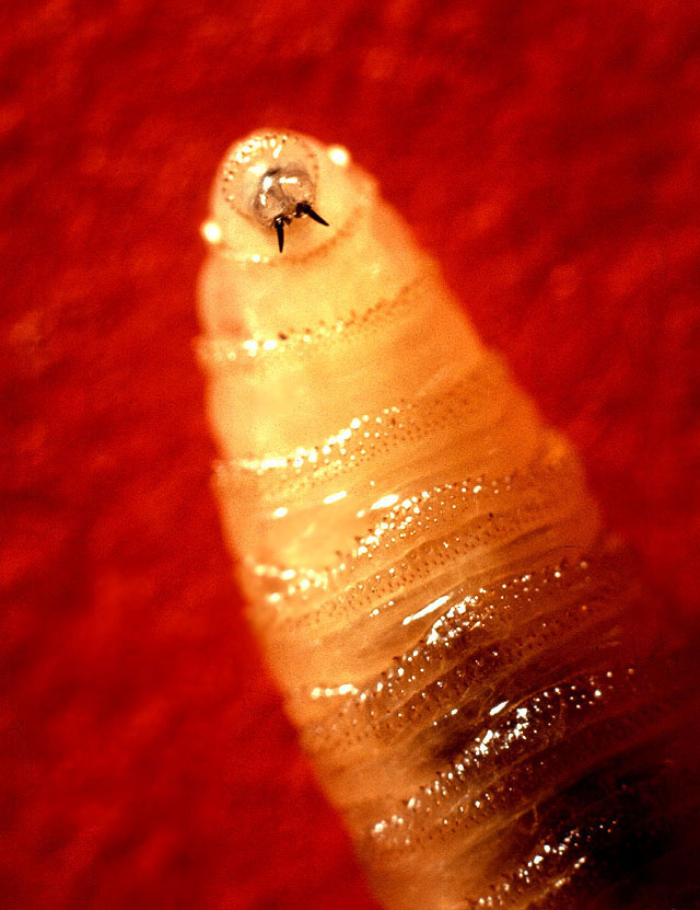 Screwworm_larva.jpg