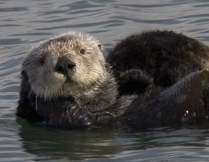 Sea_otter_cropped.jpg