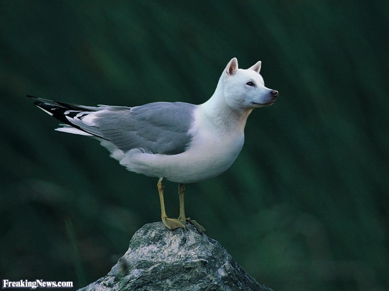 Seagull-114173.jpg