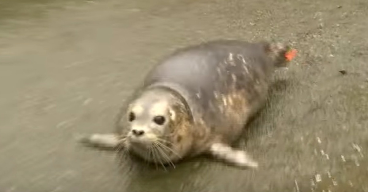 SealPup2