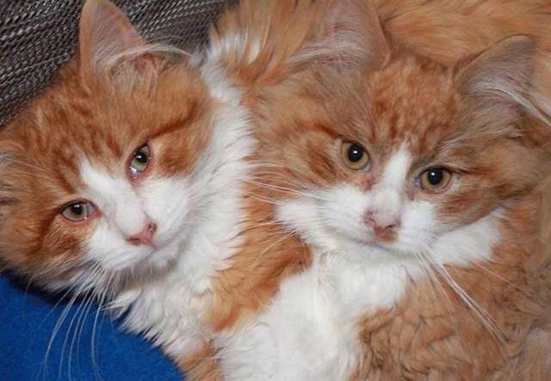Second-chance-for-the-two-kittens-abandoned-out-in-the-snow.jpg