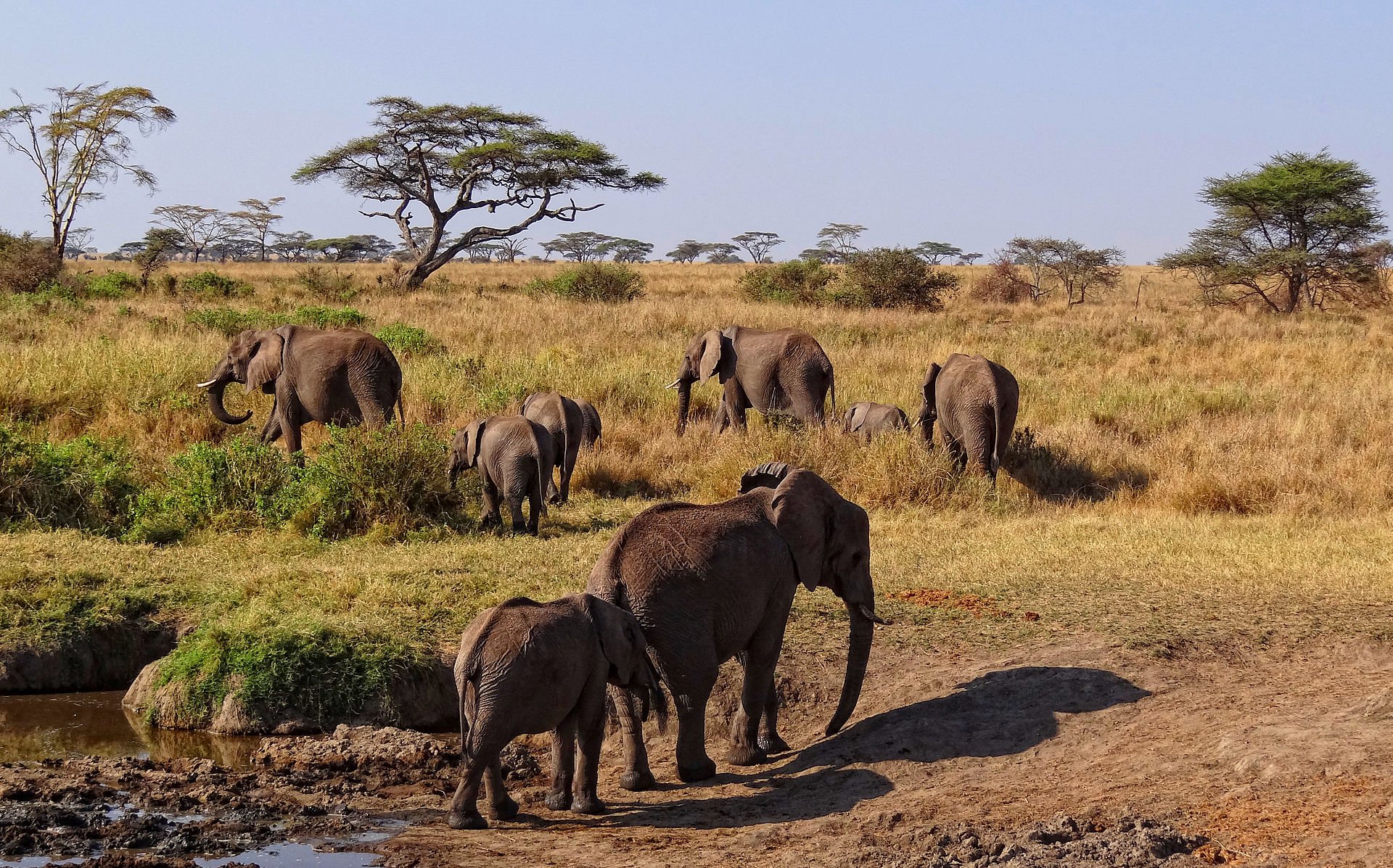 Serengeti-African-Elephants.jpg
