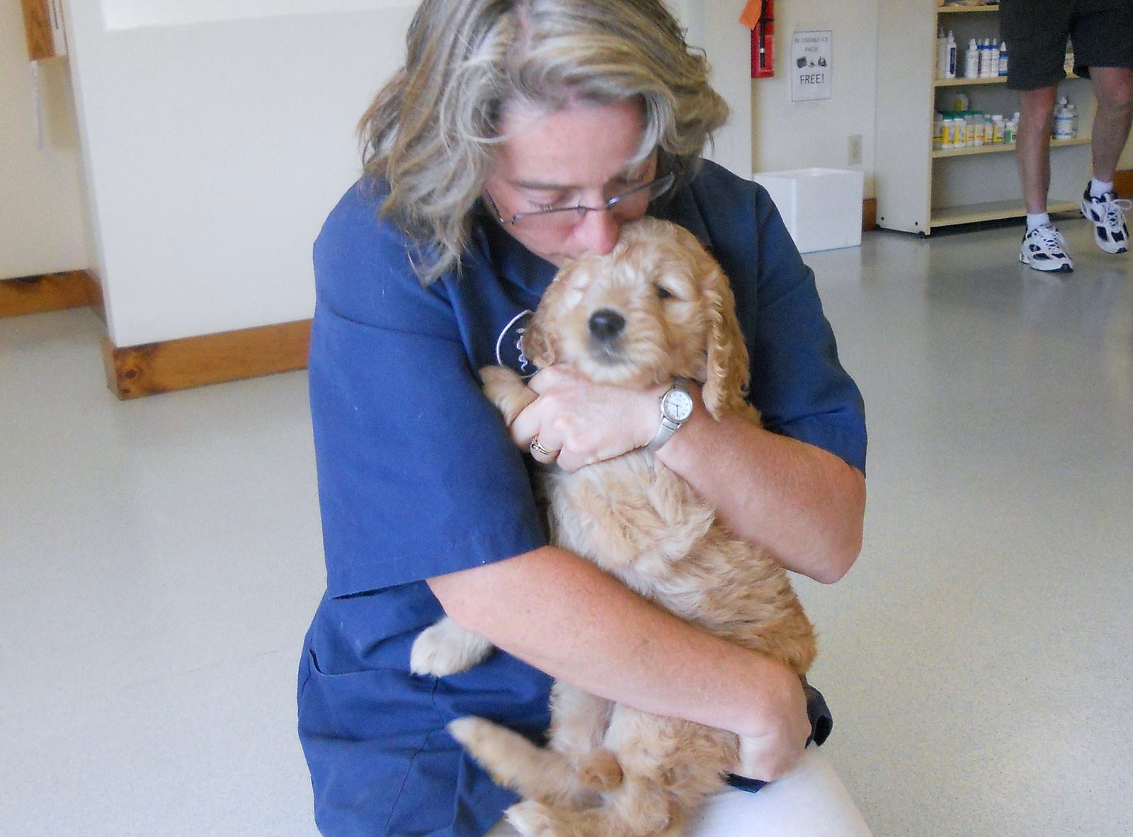 Seven-week_old_goldendoodle_pup_sees_the_vet_for_her_first_health_check.jpg