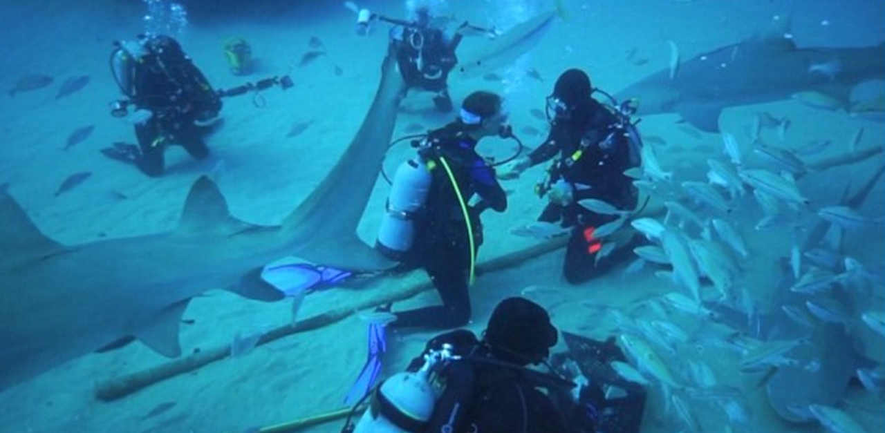 Shark Proposal Beauty