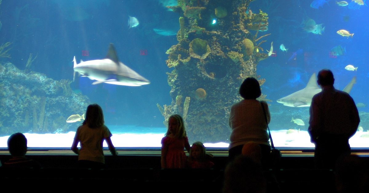 Sharktank_at_Newport_Aquarium