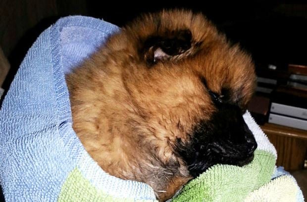 Sick-Puppy-Rescued.jpg Sick-Puppy-Rescued.jpg