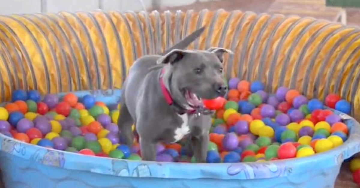 Silly pitbull has a ball in the ball pit