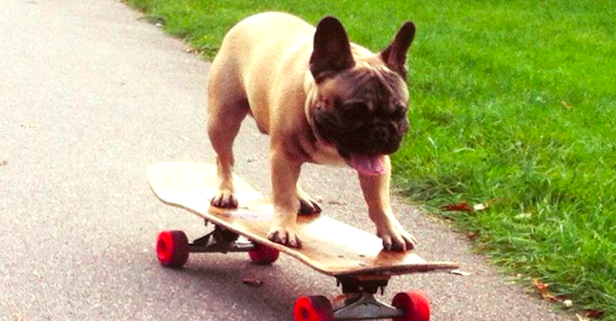 Skateboarding Frenchie Beauty