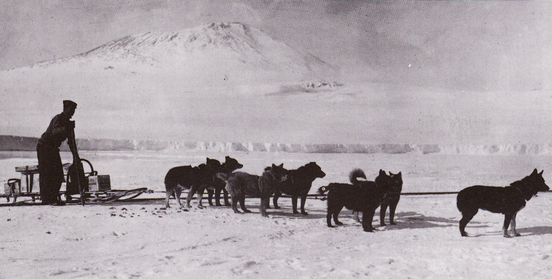 Sled_dogs_-_Terra_Nova_Expedition.jpg