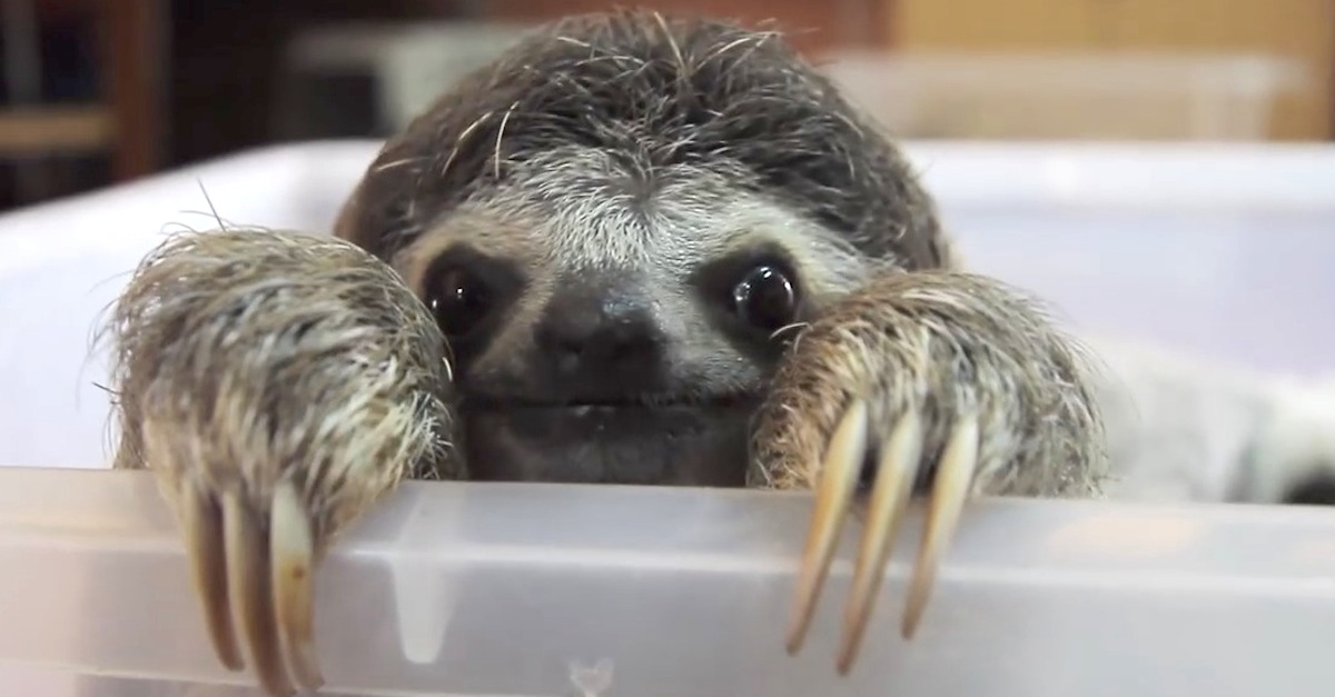 Sloth Takes a Selfie