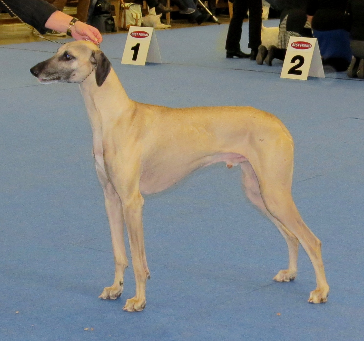 Sloughi_Koira_2013.jpg