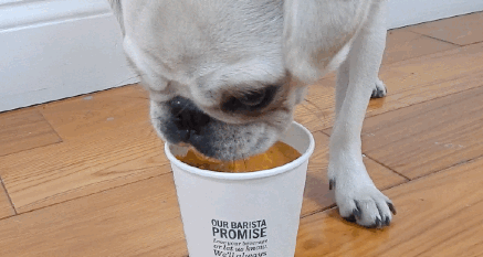 Smokey-Puppaccinos-GIF.gif
