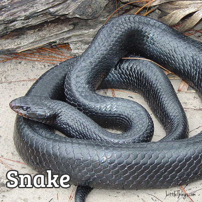 Snake_645x645.jpg