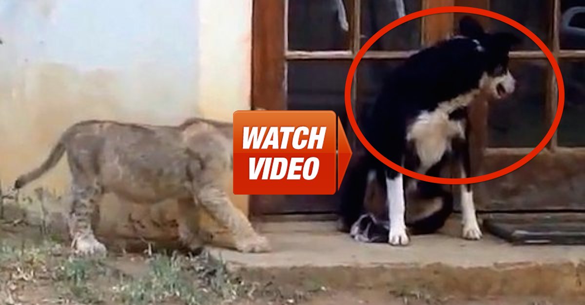 Sneaking-Lion-Cub-Gives-Dog-Fright copy 2