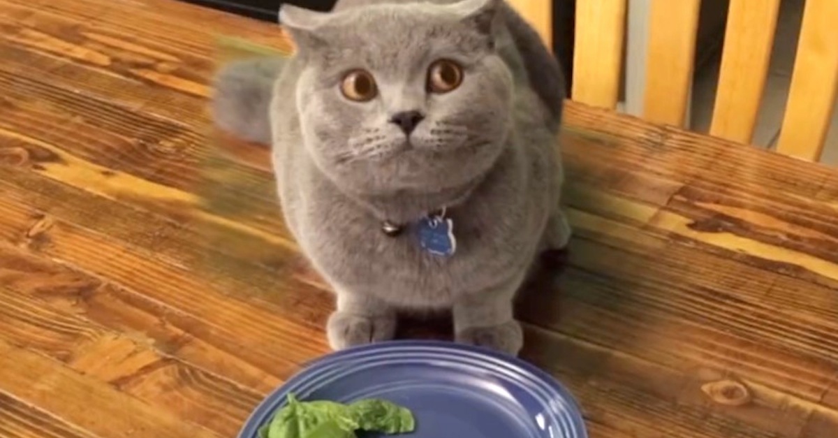 Sneaky Cat Eating Table Food