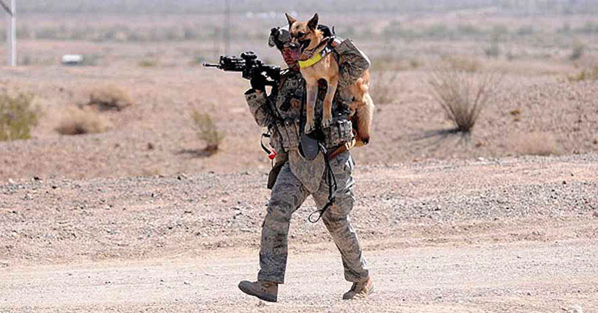 Soldier-Dogs_1_LR