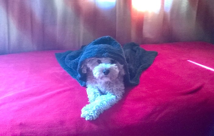 Sophia-OdysseusHe-was-homeless.On-Christmas-day-I-found-him-last-yearHe-is-a-gift-from-God.Such-a-good-character-too.jpg