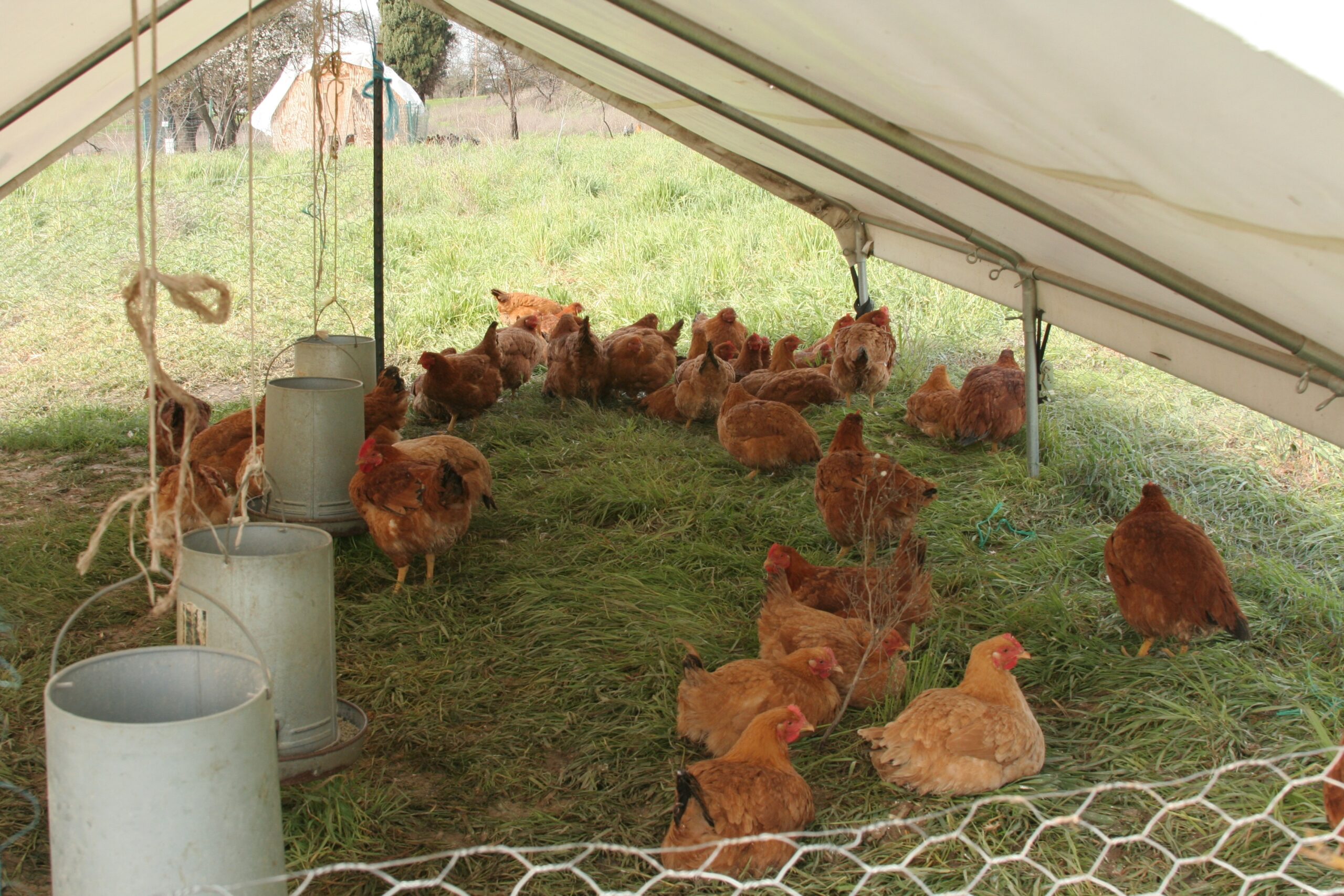 Soul_Food_Farm_chickens.jpg