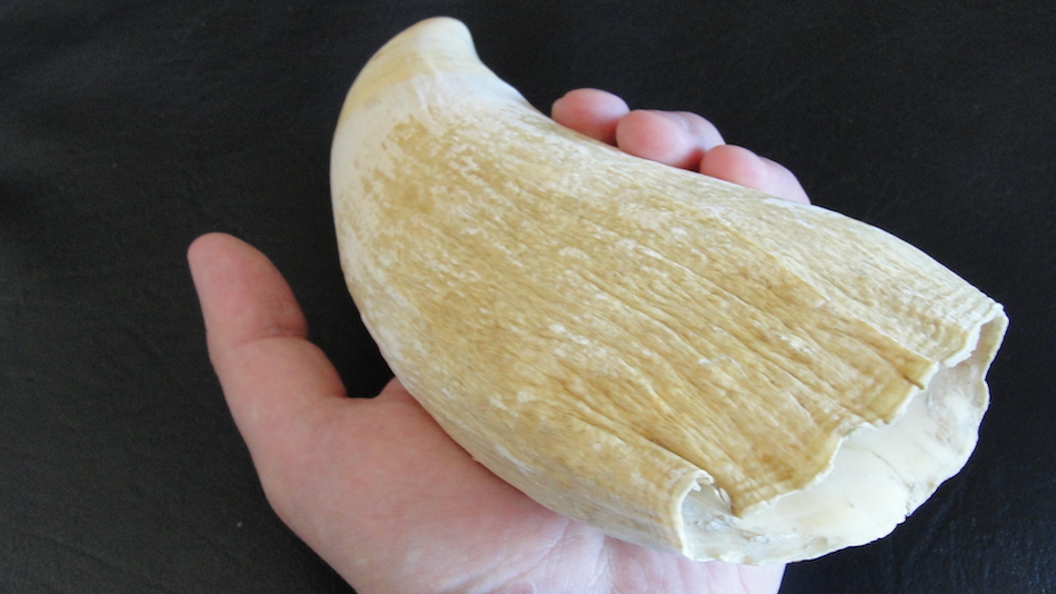 Sperm_Whale_Tooth-1.jpg