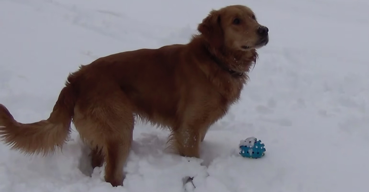 Squeak Ball