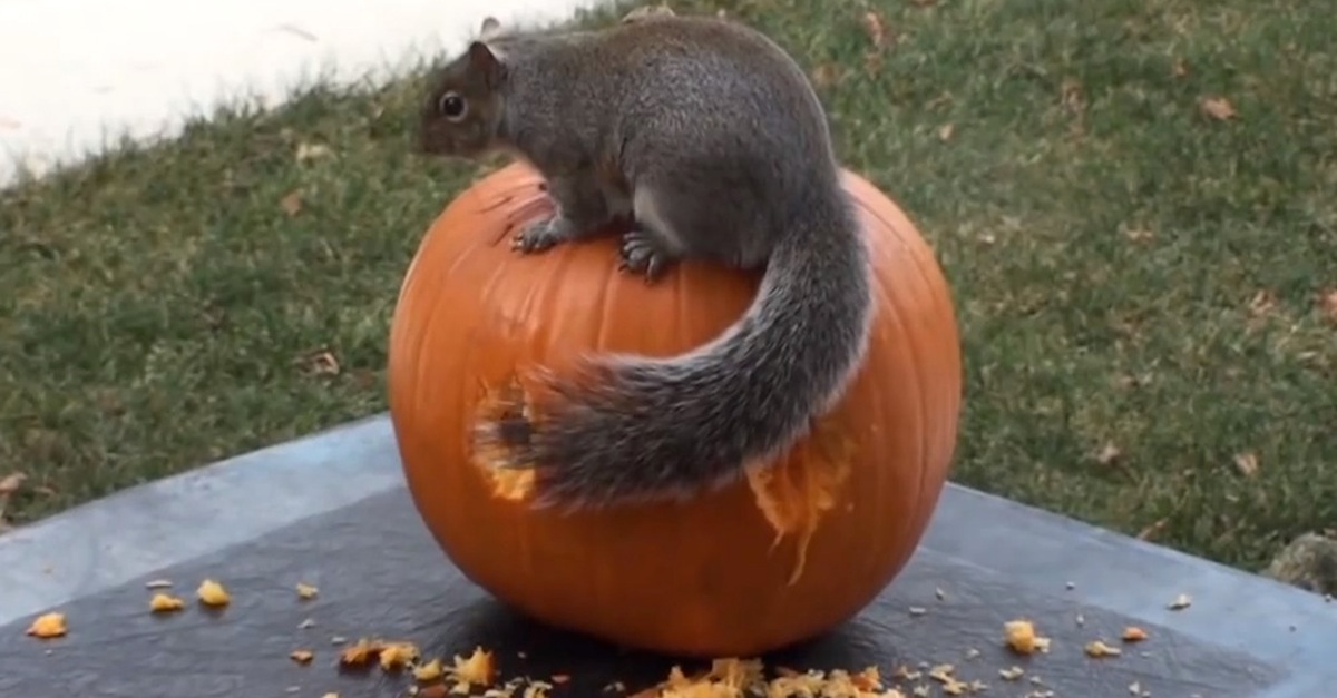 Squirrels Carve Face in Pumpkin