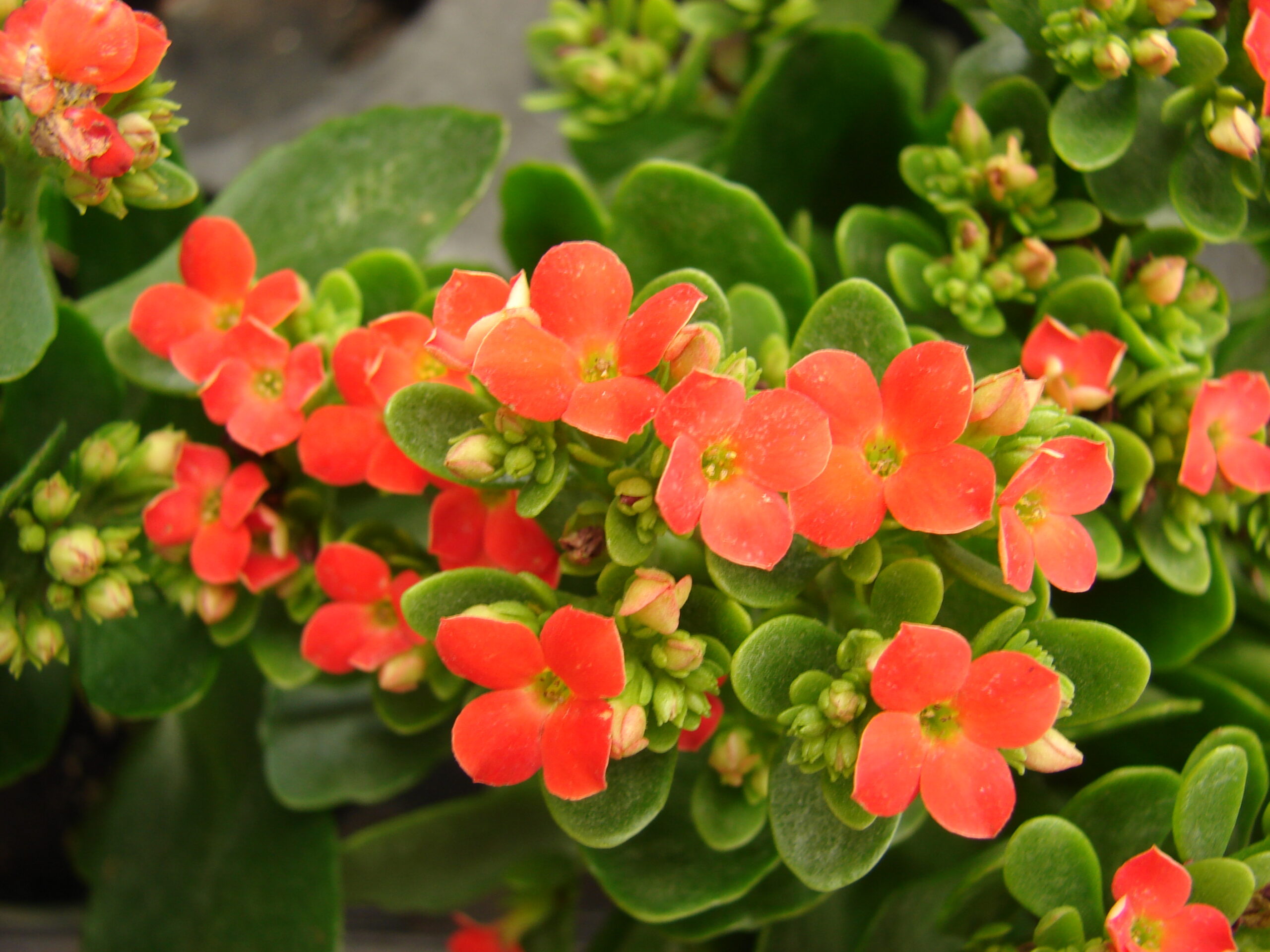 Starr_080117-1759_Kalanchoe_blossfeldiana.jpg