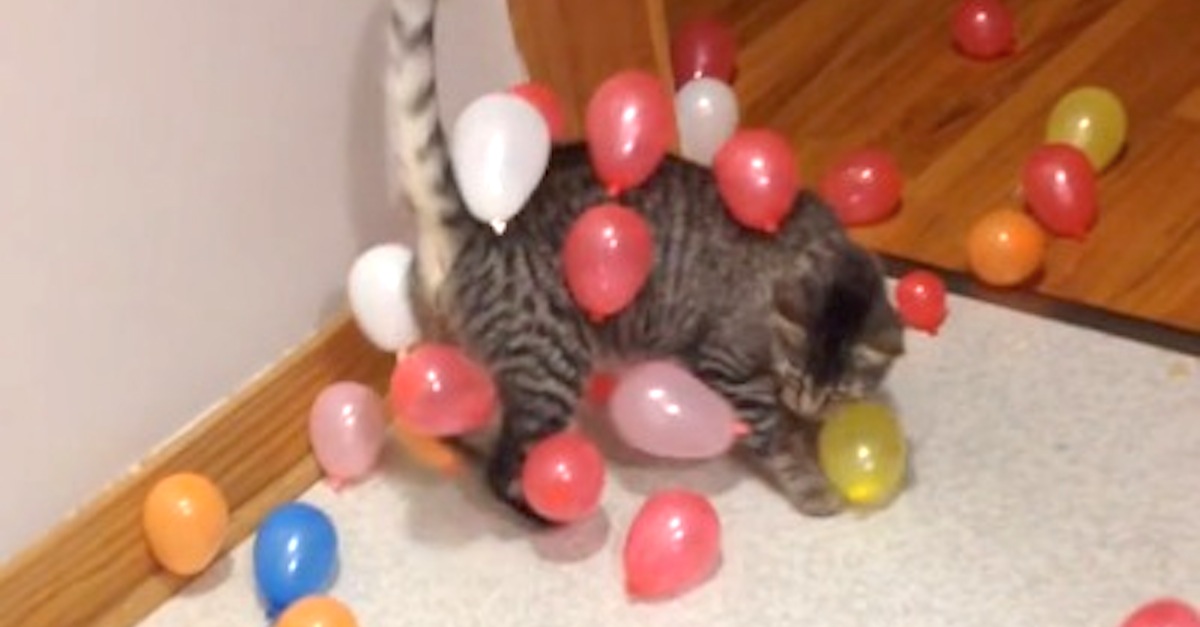 Static balloon cat