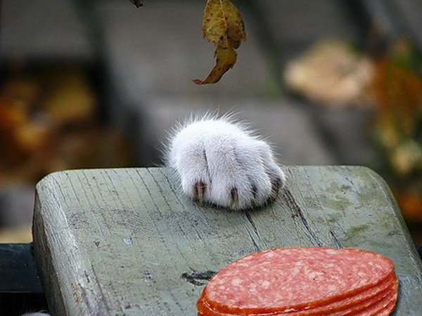 Stealing-cat.jpg