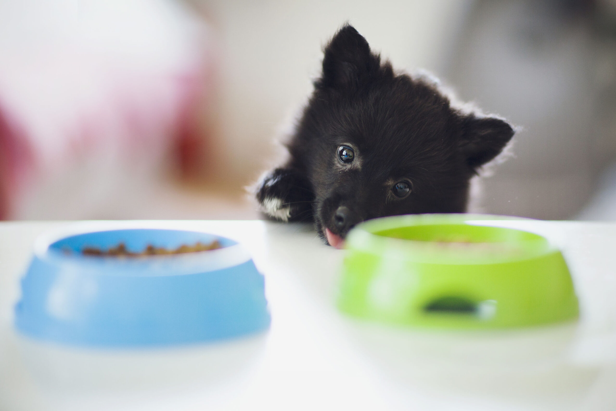 Pomeranian Long-haired Black Puppy Dog Trying To Steal Cat Food From Bowls On A Coffee Table