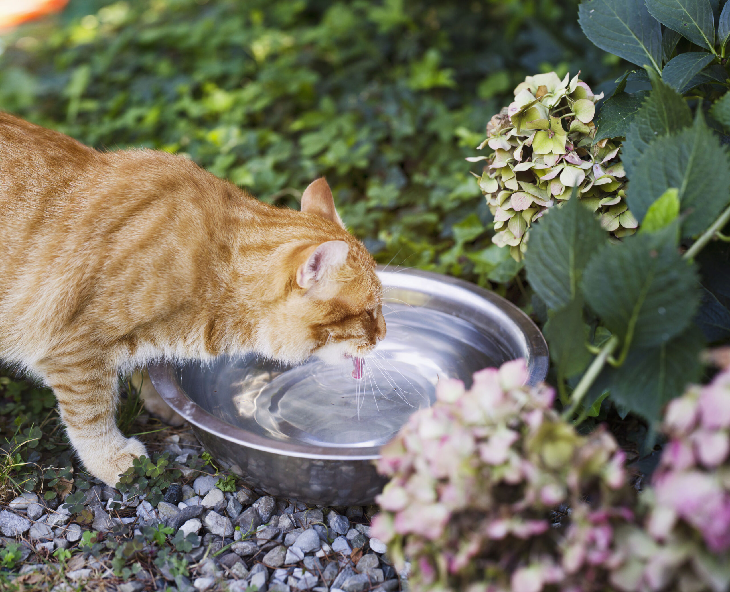 Red Cat With Tongue Inside Water While Drinking In Garden