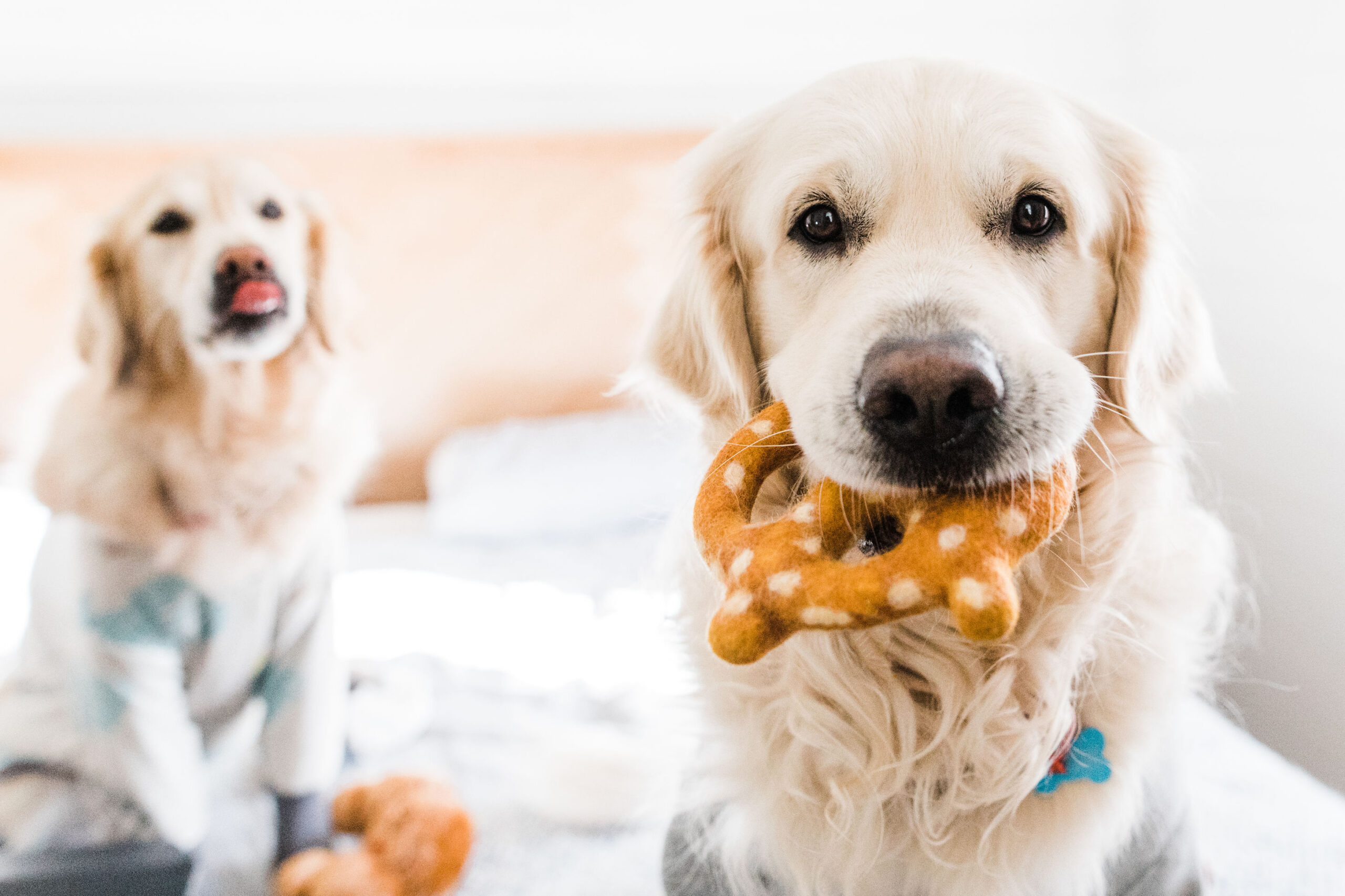 Golden Retriever With Pretzel Toy