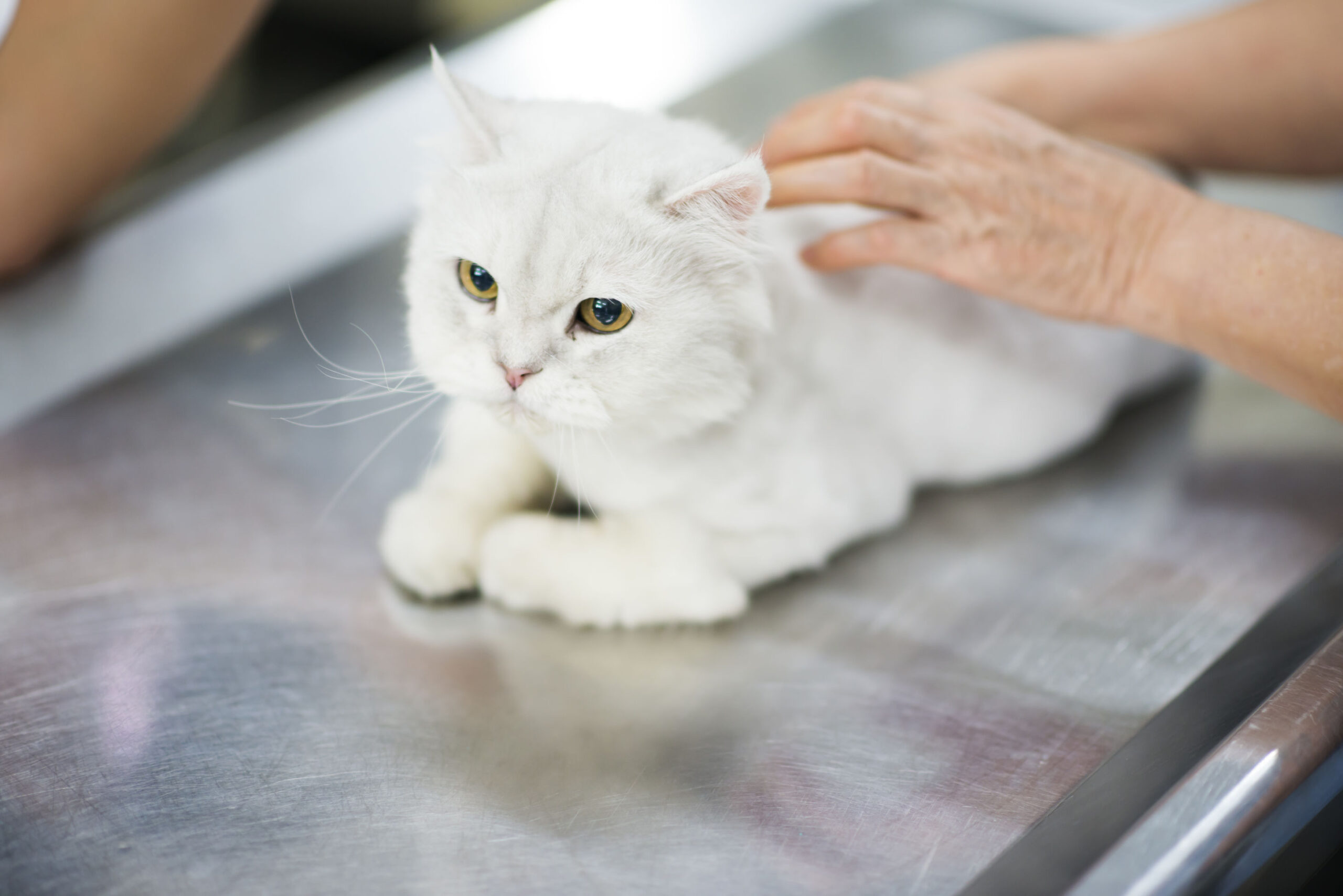 Vet's Hands Checking White Crouching Cat