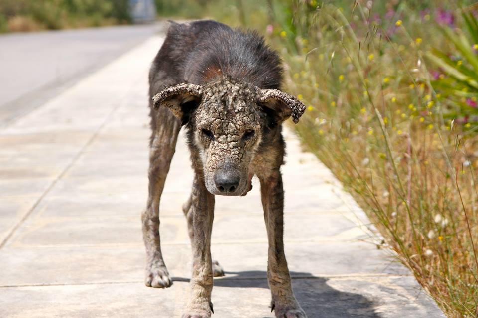Stone-Dog-1.jpg