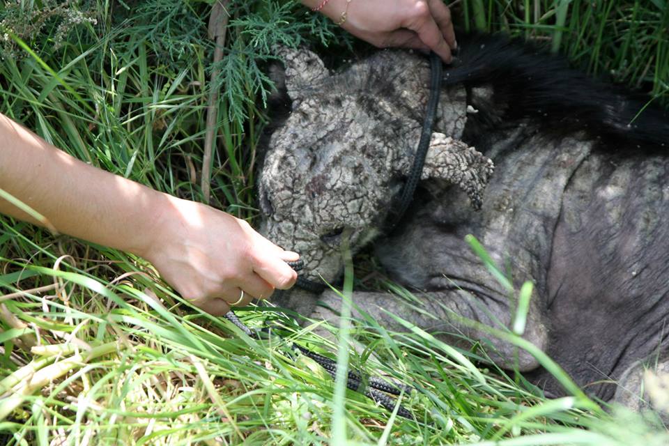 Stone-Dog-2.jpg