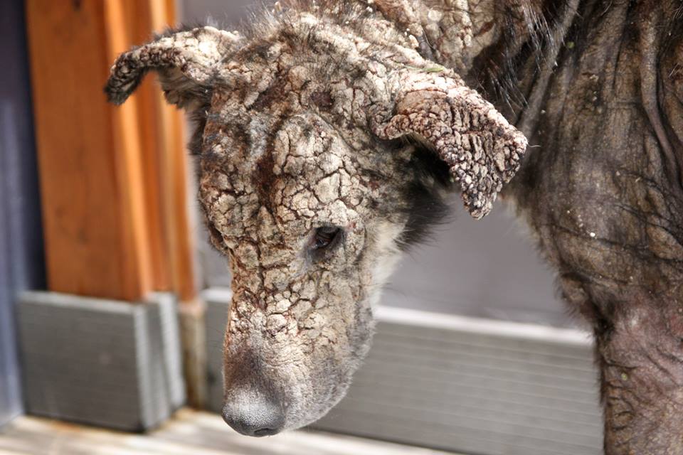 Stone-Dog-3.jpg