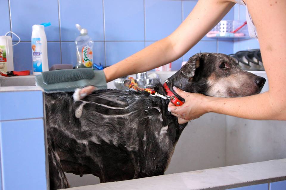 Stone-Dog-4.jpg