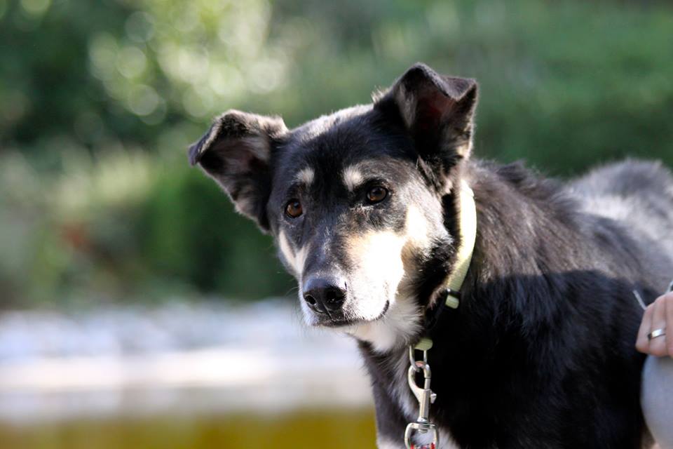 Stone-Dog-7.jpg