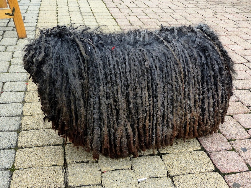 Stool Shaggy Are Mop Dog Black Rasta Braids