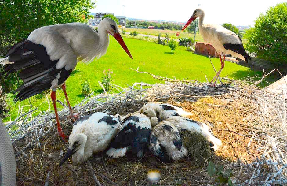 Stork-Story-Babies1.jpg