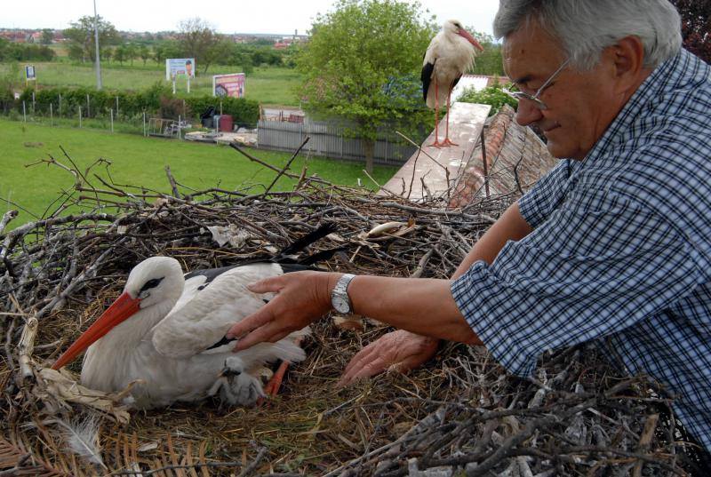 Stork-Story-Malena-With-Eggs.jpg