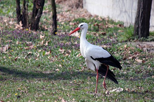 Stork-Story-Malena.jpg