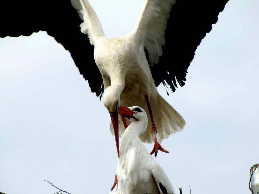 Stork-Story-Reunited-1.jpg