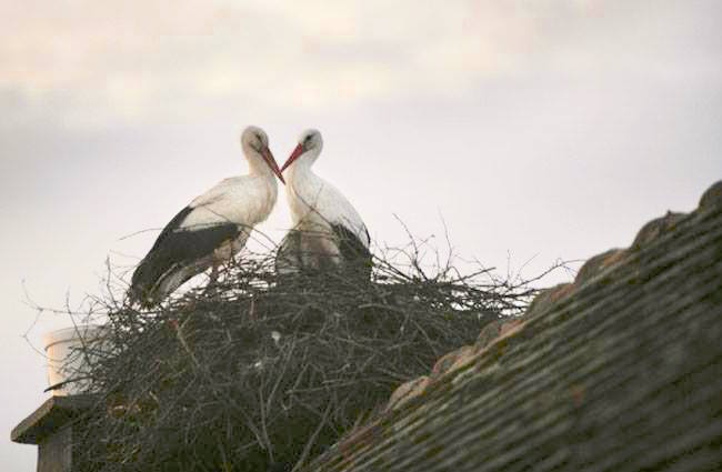 Stork-Story-Reunited1.jpg