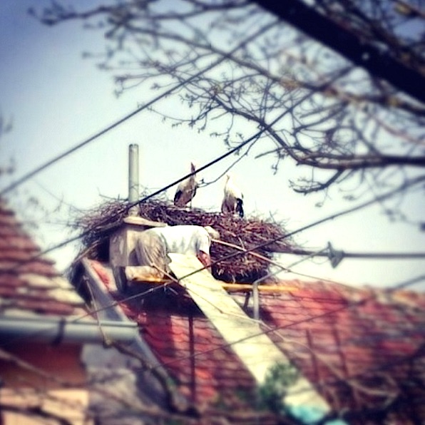 Stork-Story-Roof.jpg