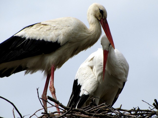 Stork-Story.jpg